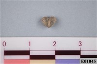 藏品(腕足類化石)的圖片